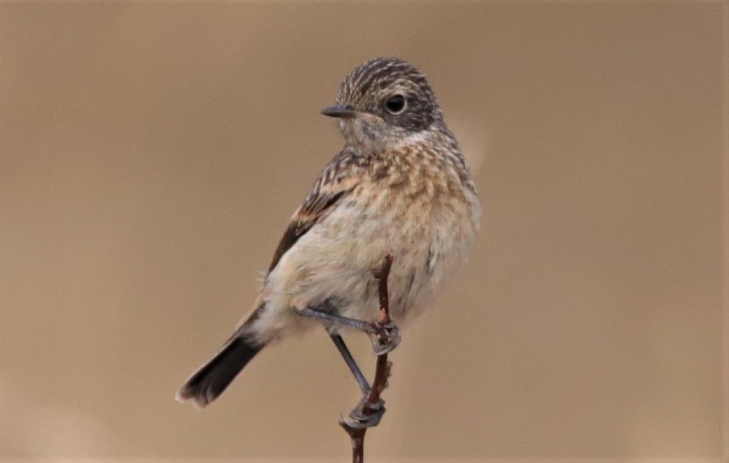 Giovane stiaccino e domanda